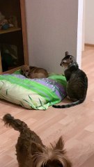 Cat Wants Attention From the Dog