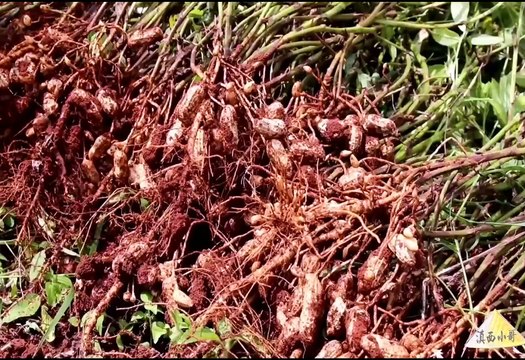 Amazing Chinese Cooking Unique Delicacy Food - Dianxi 2020