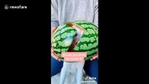 'Watermelon head!?' Dog in UK eats off a watermelon placed on its head