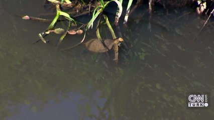 Riva Deresi'ndeki kirlilik