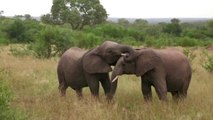 Africa's deserted safaris leave mounting toll