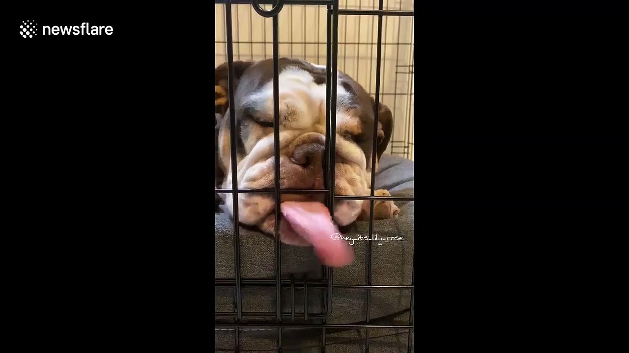 'Is it OK to lick the cage?' Dog in Florida licks its cage out of boredom