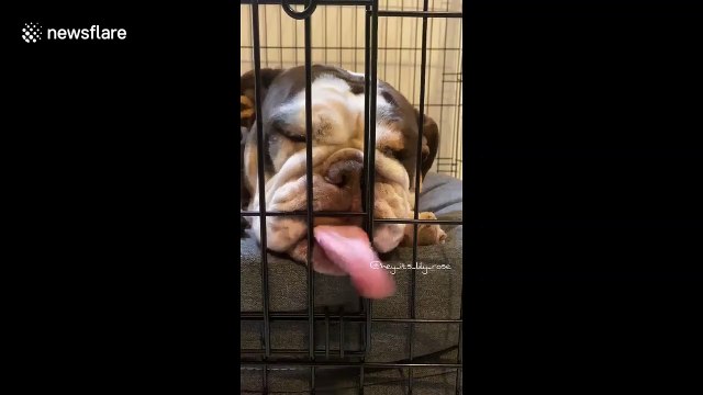 'Is it OK to lick the cage?' Dog in Florida licks its cage out of boredom