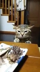 when the cat does not like food