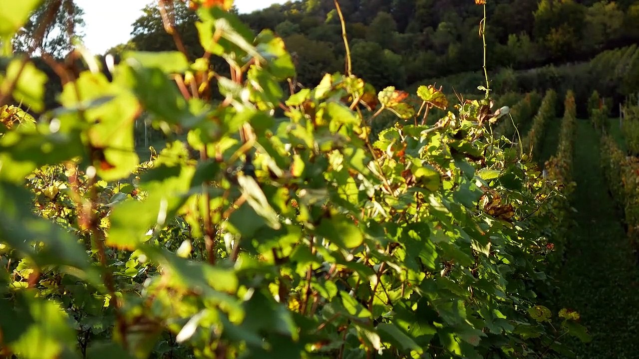 Alien Message - United Vegan Take Over Will Save The Planet - Outmatch All Aliens Races - Become Very Sustainable - Prolific