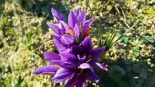 Những thước phim đẹp về Saffron (Nhụy hoa nghệ tây) Phần 1 | Beautiful movies about Saffron Part 1