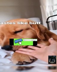 Driving A Car Made Of Ice - This Is What My Dog Does Every Morning...