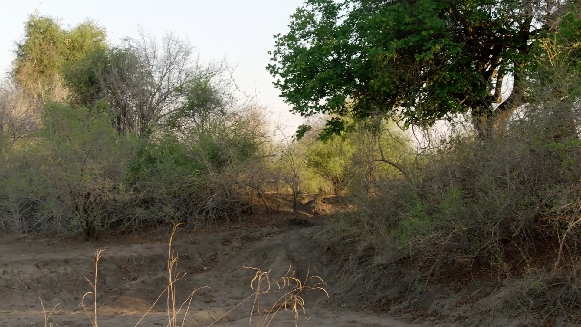 BEST Animal Documentaries | DocuEngsub Channel