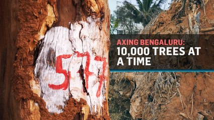 Axing Bengaluru: 10,000 trees at a time