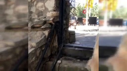 Yılanın köpeğe saldırması kameralara yansıdı
