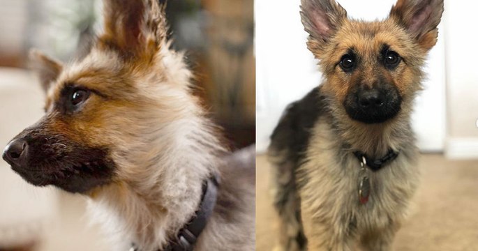 Ce berger allemand nain ressemblera toujours à un petit chiot