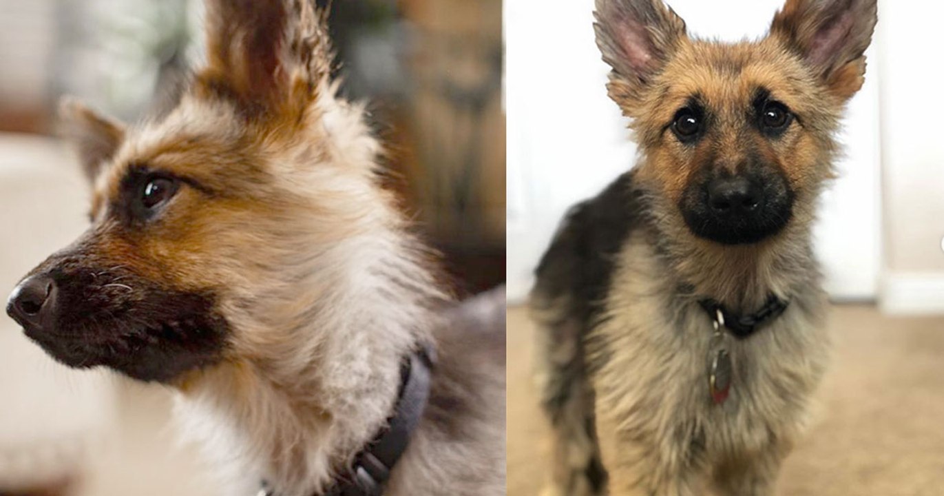 Ce berger allemand nain ressemblera toujours à un petit chiot