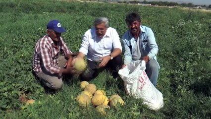 Kırıkhan kavununda sezonun ilk hasadı başladı - HATAY