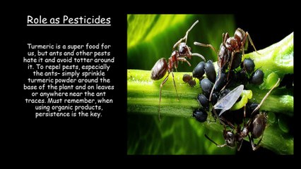ये एक चीज़ endless blessing है आपके garden के लिए, Anti fungal-virus, Antiseptic @Sugandha's Treasure