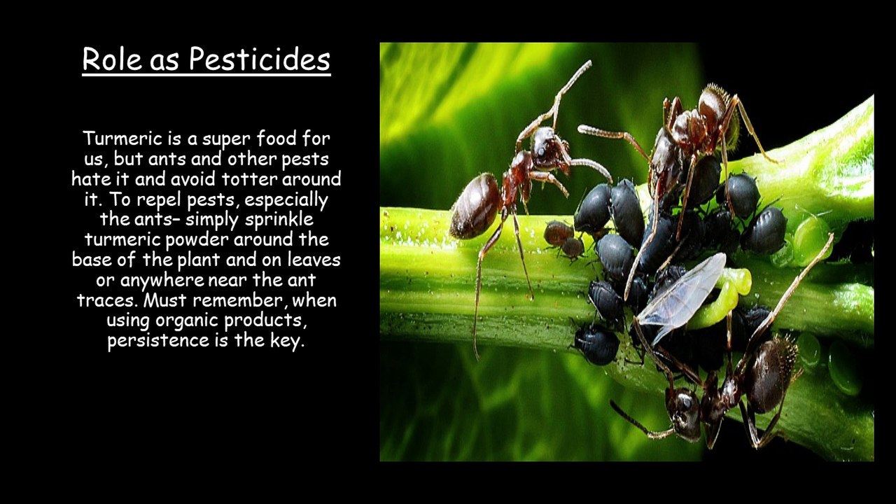 ये एक चीज़ endless blessing है आपके garden के लिए, Anti fungal-virus, Antiseptic @Sugandha's Treasure