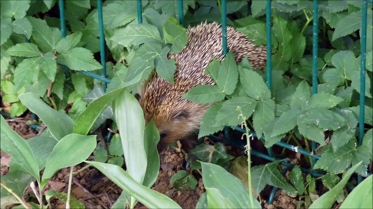 Herisson11Juin2020