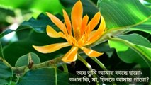 Lukochuri Kobita (লুকোচুরি) | Bangla Kobita Abritti | Rabindranather Kobita | Bangla Recitation | Bratatir Kobita