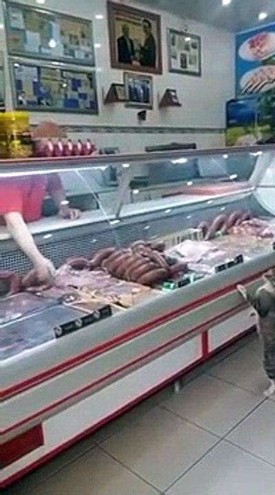 Animaux et humour : Un chat dans une boucherie