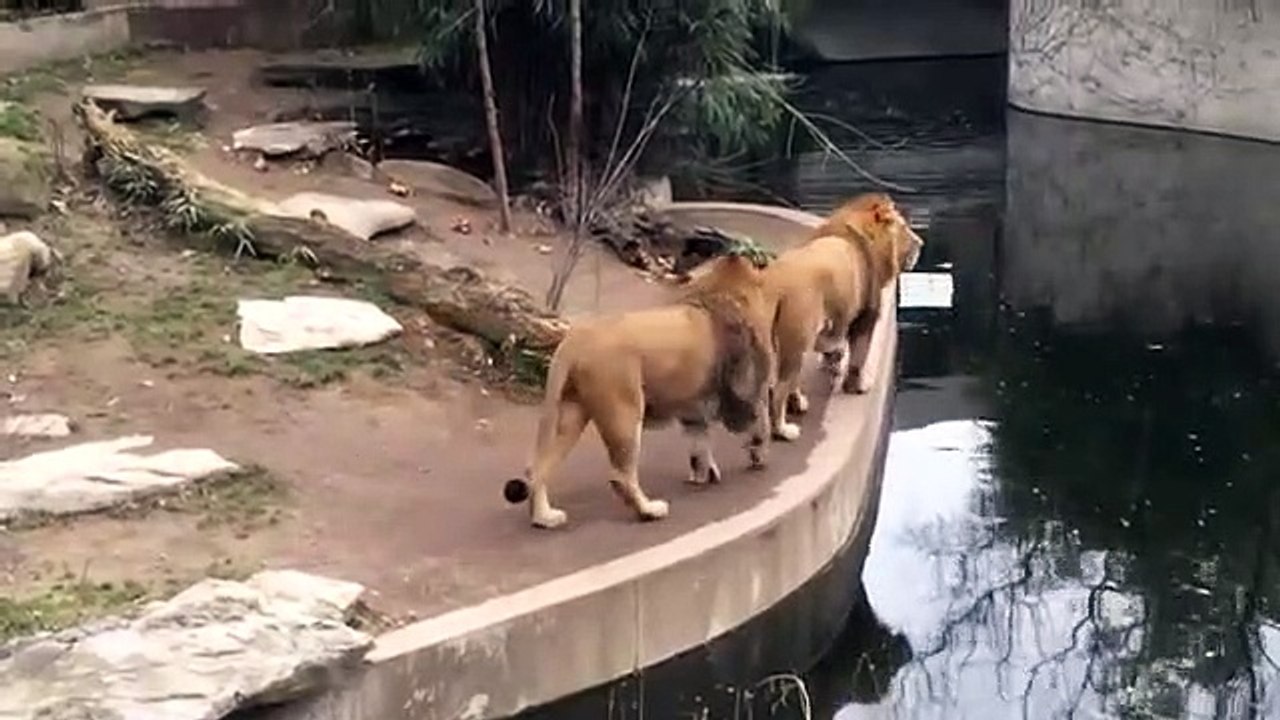 Animaux : Un lion maladroit