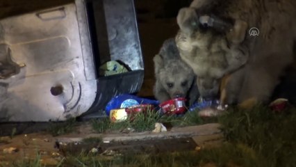 Sarıkamış'ta mahallelere inen bozayılar korkutuyor - KARS