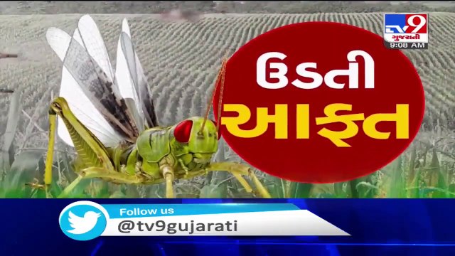 Farmers worried as swarm of locusts seen in parts of Mehsana
