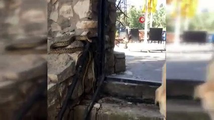 Yılanın köpeğe saldırması kameralara yansıdı
