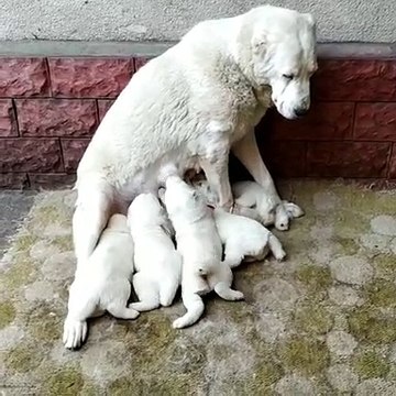 ALABAY COBAN KOPEGi YAVRULARI ANNE SUTU - ALABAi SHEPHERD DOG PUPPiES MOM MiLK