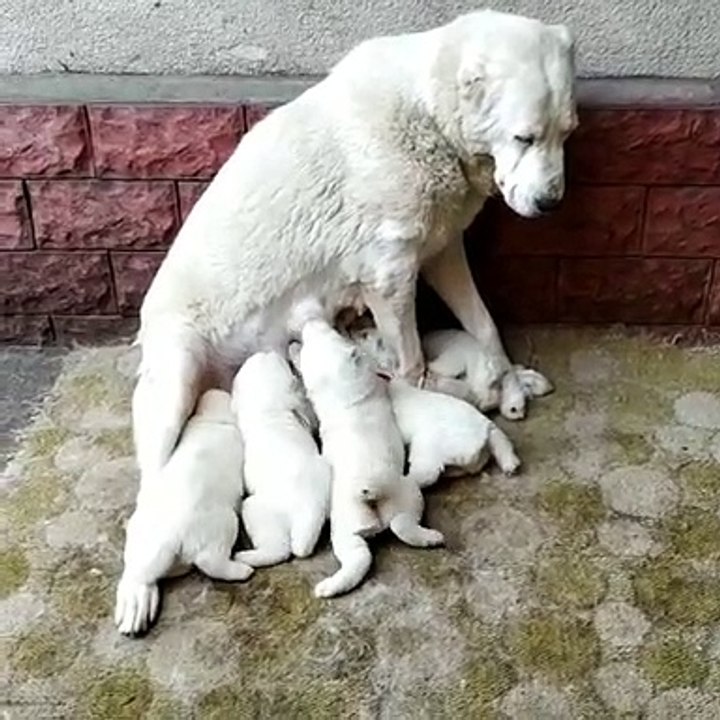 ALABAY COBAN KOPEGi YAVRULARI ANNE SUTU - ALABAi SHEPHERD DOG PUPPiES MOM MiLK