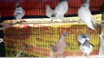 কবুতর পালন করে কি ভাবে দূর করবেন বেকার সমস্যা - Pigeon Farm Home Business Ideas in Bangladesh Technical OMAR