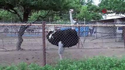 Önce hobi olarak başladı, şimdi çiftlik kurdu