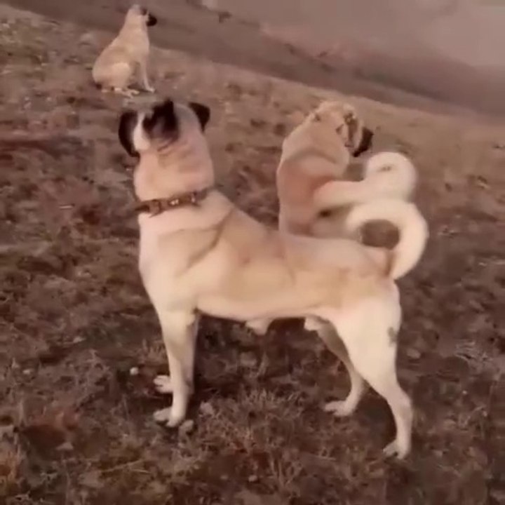 KANGAL ve COBAN KOPEKLERi MERADA GOREV - KANGAL DOG and SHEPHERD DOG at MiSSiON