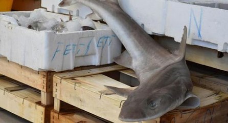 Oltaya köpekbalığı takıldı