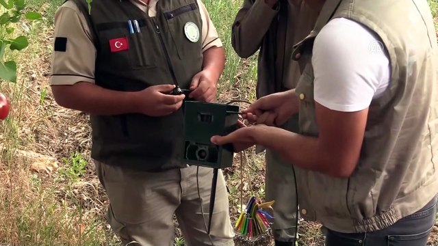 Doğa koruma ekipleri ile avcılar 'aslan' izi sürdü - ÇORUM