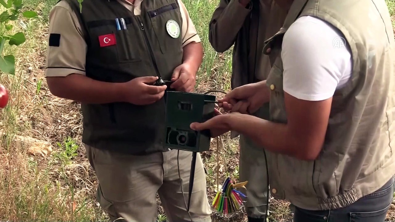 Doğa koruma ekipleri ile avcılar 'aslan' izi sürdü - ÇORUM