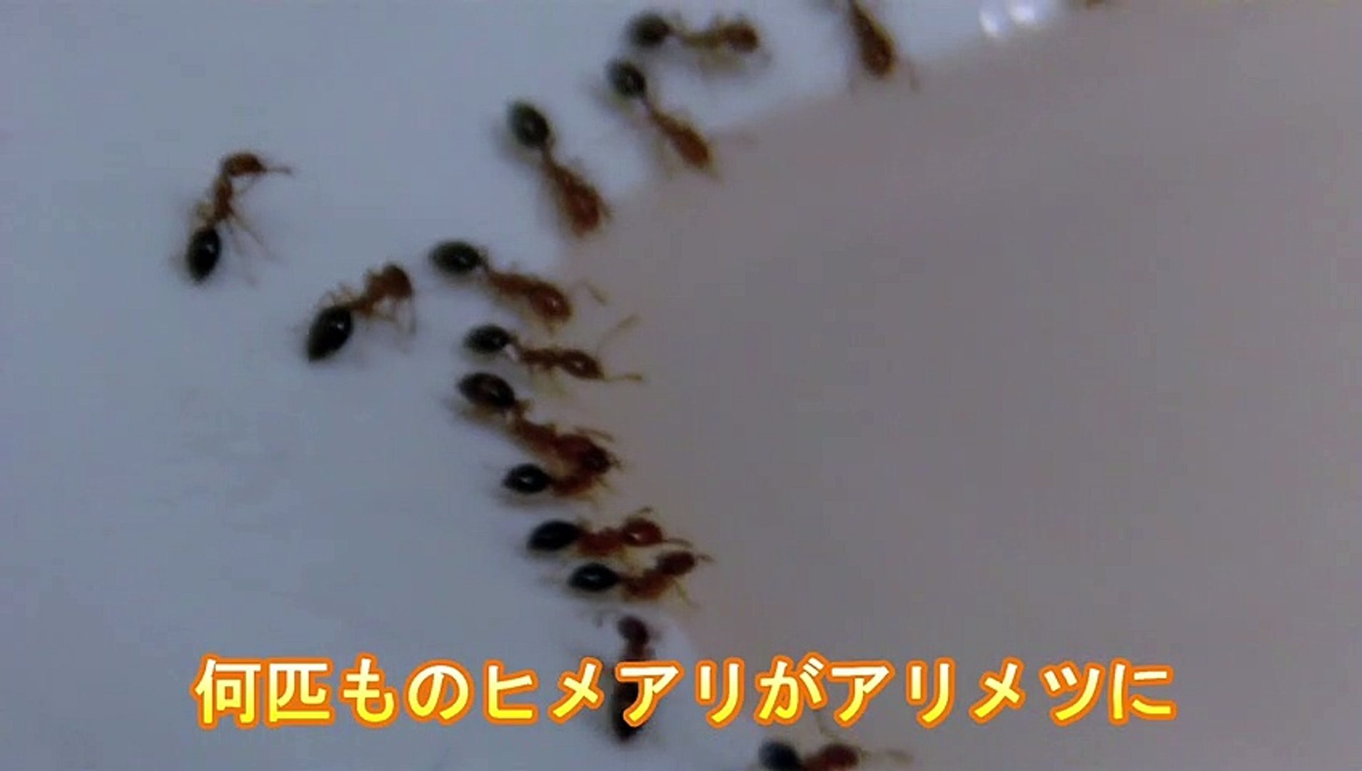 アリメツに群がるヒメアリ 動画 Dailymotion
