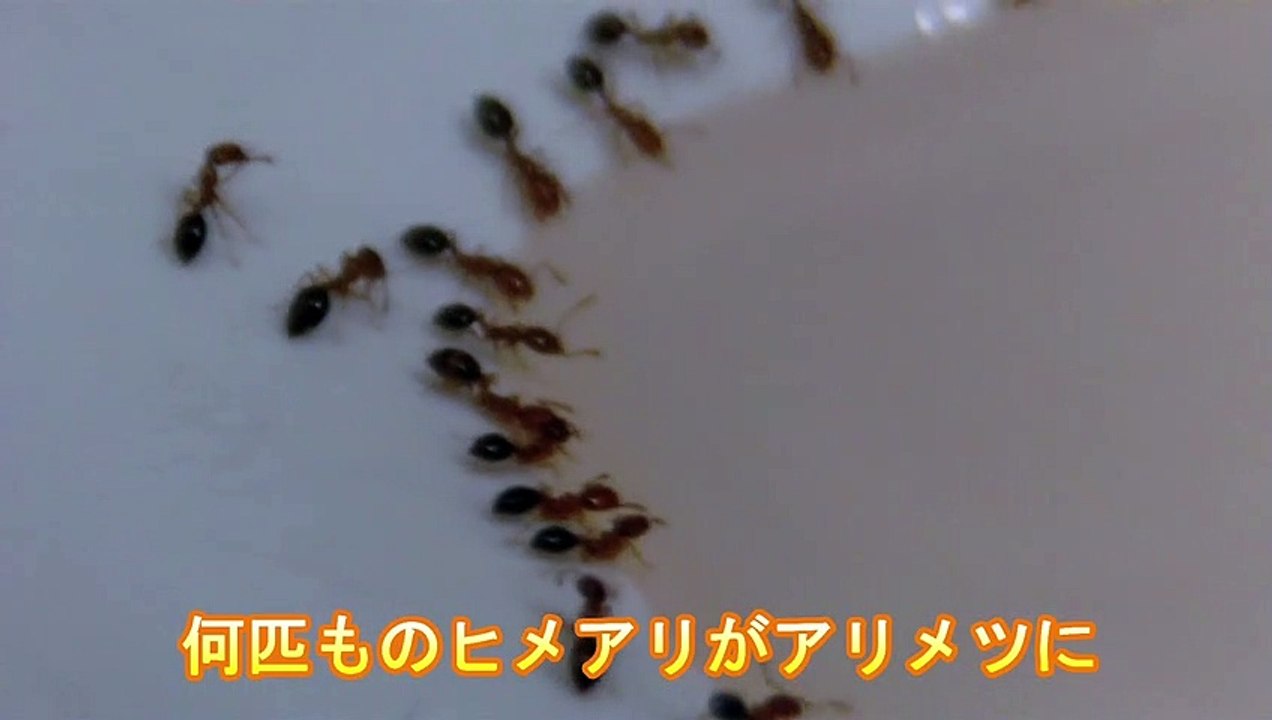 アリメツに群がるヒメアリ 20170523