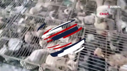 Çin'de 'yemek' için hazır tutulan 700 kedi kurtarıldı