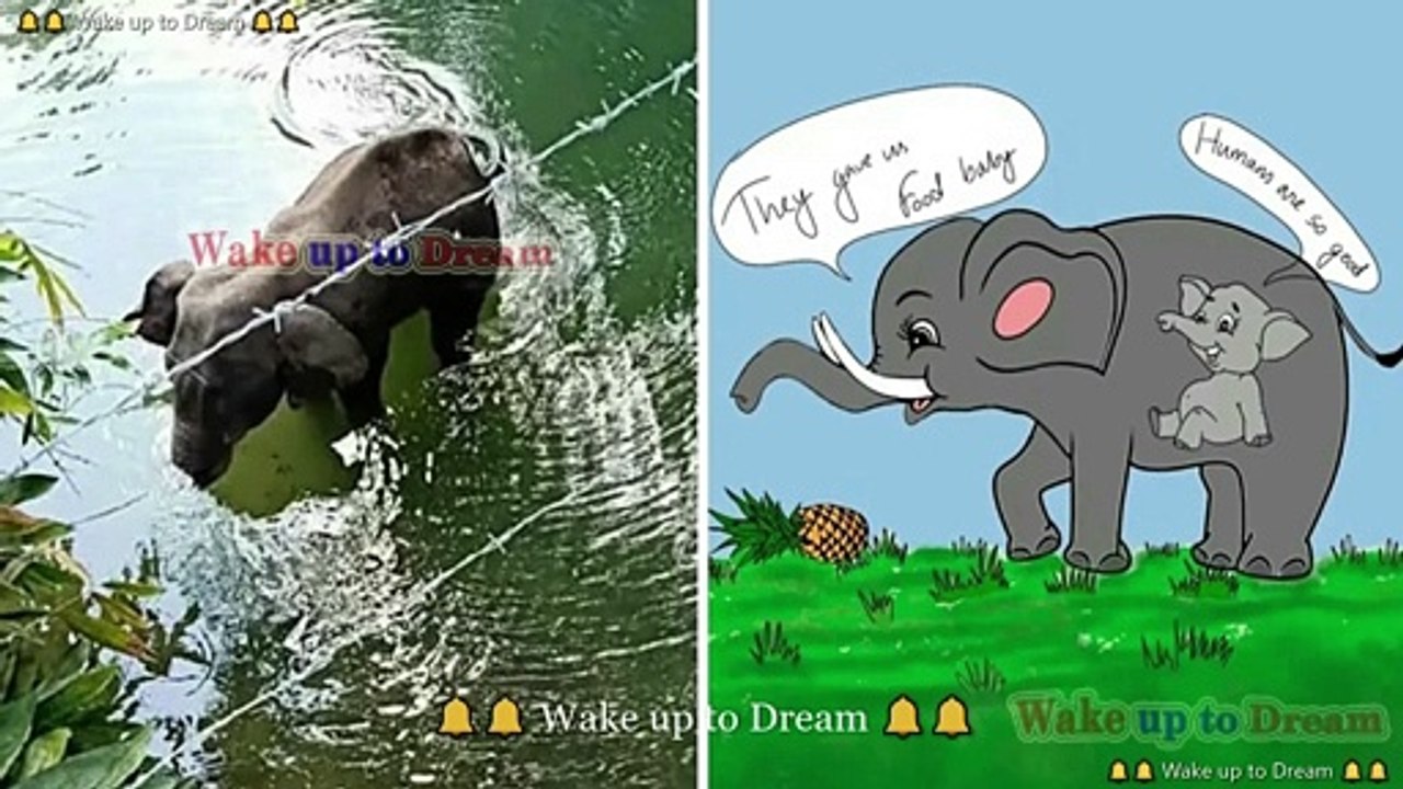 Pregnant Elephant Killed in Kerala | Mother Elephant | গর্ভবতী হাতিকে বাজি ভরা আনারস খাইয়ে মারা হল! | Mother Elephant Killed in Kerala