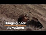 Israel's griffon vultures get new lease of life