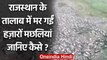Rajasthan:  Jodhpur में तालाब का पानी सूखने से बड़ी तादाद में मछलियों की मौत | वनइंडिया हिंदी