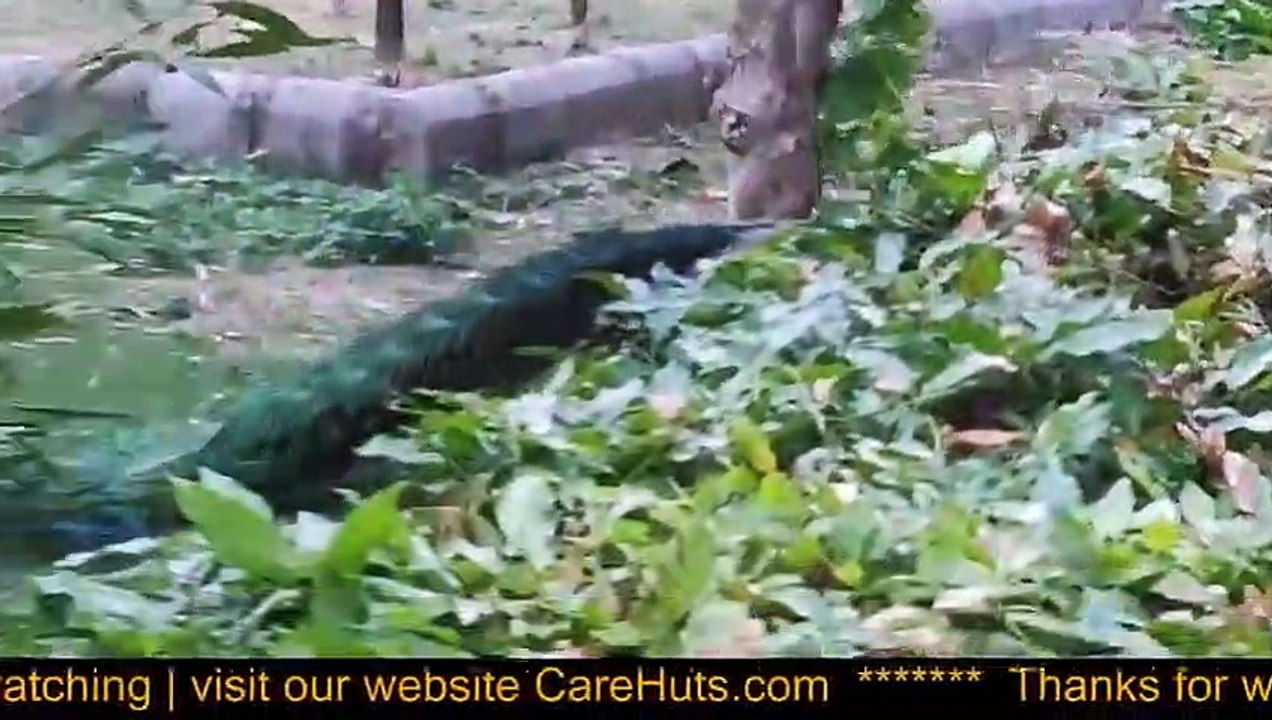 Do You Know, peacocks can fly- Peacock is male peafowl. Females are called Peahens.