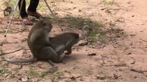 Amazing Monkey Meeting, Funny Monkey Meeting