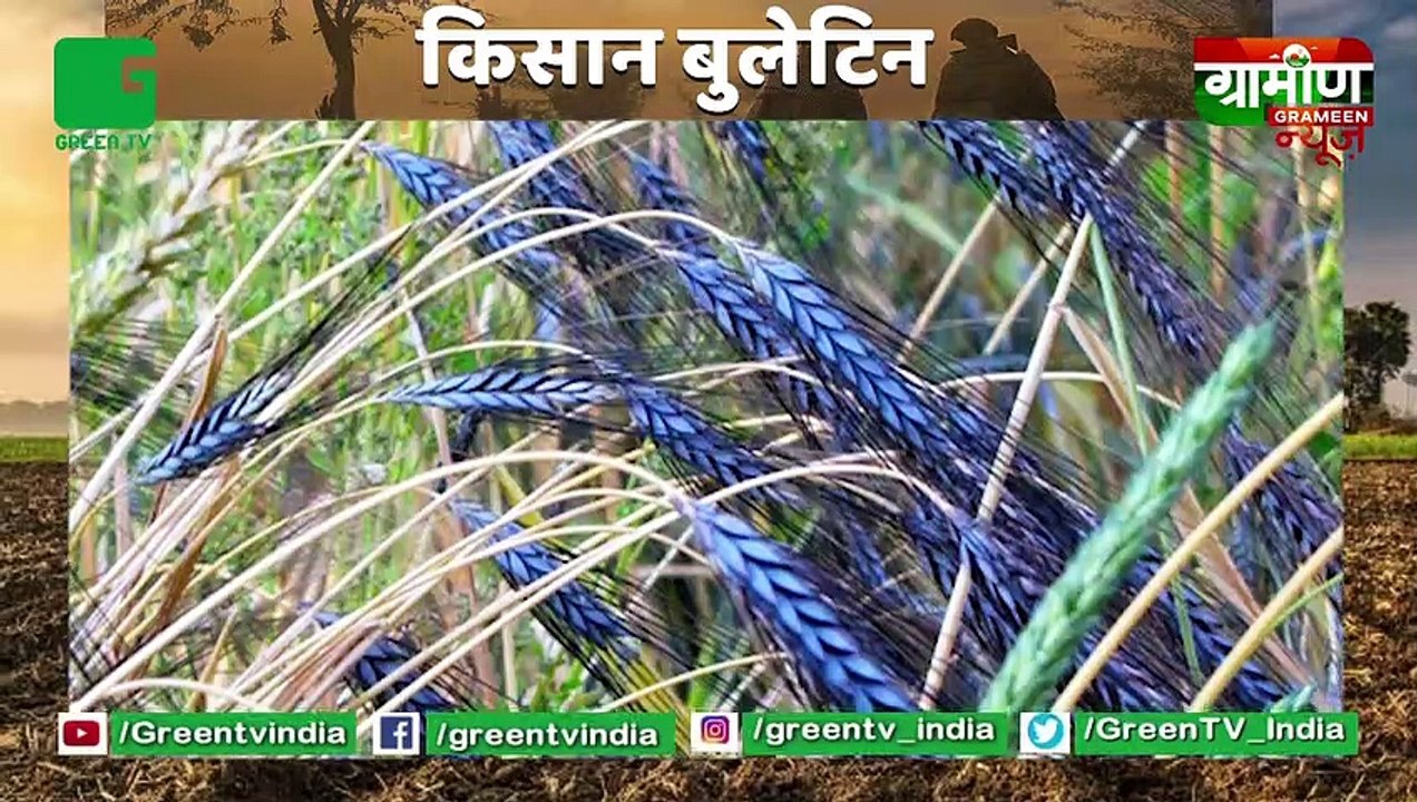 Black Wheat Farming कर लाखों कमा रहा ये किसान, साधारण गेहूं से 4 गुना ज्यादा मिल रहे दाम : Kisan Bulletin : Grameen News