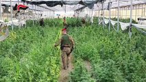 Catanzaro - Carabinieri sequestrano 10 000 piante di cannabis (13.06.20)