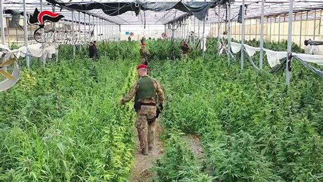 Catanzaro - Carabinieri sequestrano 10 000 piante di cannabis (13.06.20)