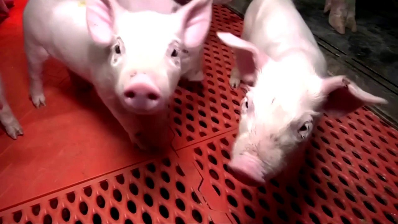 China's pork crisis brings pig farms back to cities