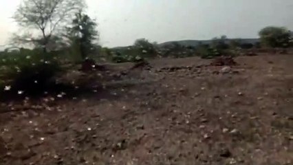 पाली से आया, कांकरोली से गुजरा टिड्डीदल