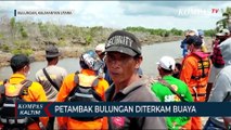 Petambak Bulungan Diterkam Buaya