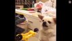 Dog and Cat Reaction to Playing Toy - Funny Dog and Cat Toy Reaction Compilation _ CuteVN Animals