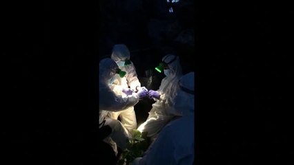 Capturan murciélagos en Tailandia para estudiar si son portadores de COVID-19